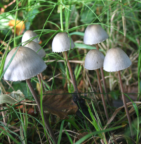 groepje paddenstoelen