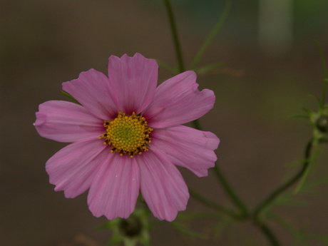 zomerbloem