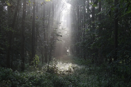 Ochtendlicht in het Horsterwold