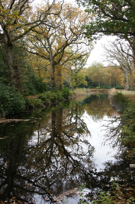 Herfst '15, 3, Berkenbos