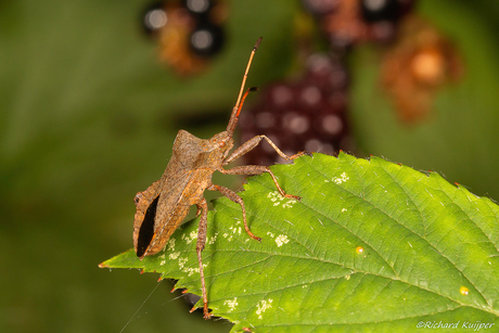 Zuringwants (Coreus marginatus)