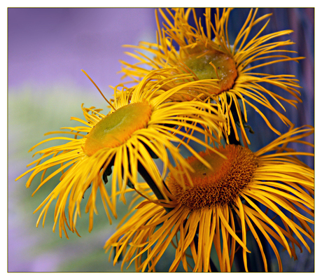 Koeieoog - Telekia speciosa