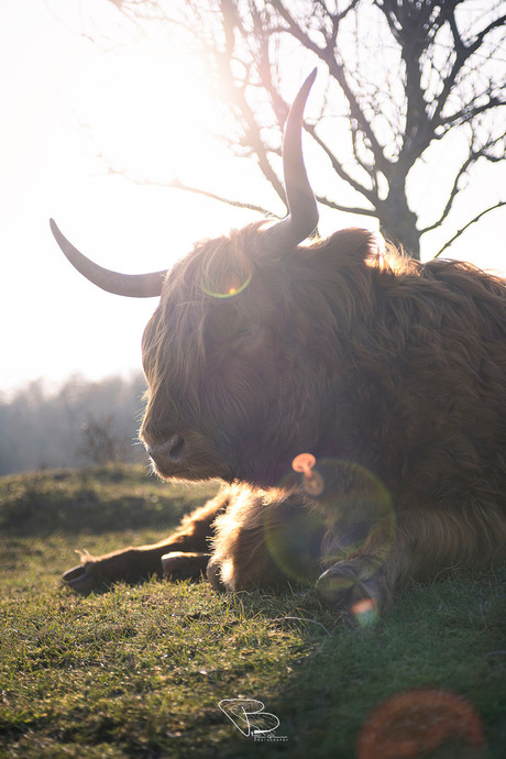 Schotse Hooglander in de lentezon