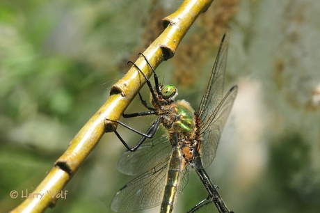 Smaragd Libelle?