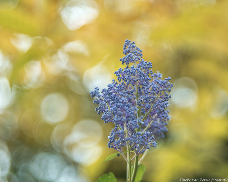 Helios bokeh