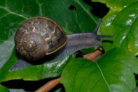 Slak op stap