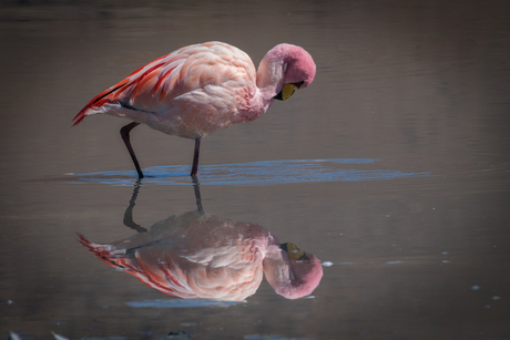 Flamingo spiegel