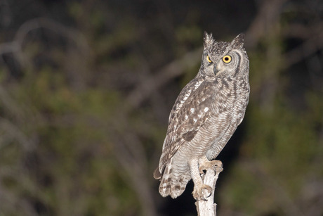 spotted eagle-owl