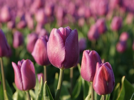 Tulpen