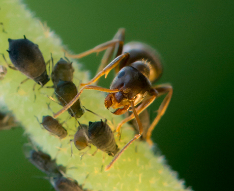 Ants10.jpg900