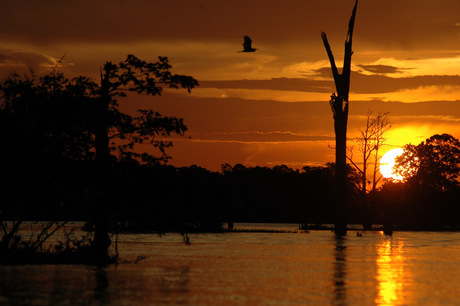 Avondval in de Amazone