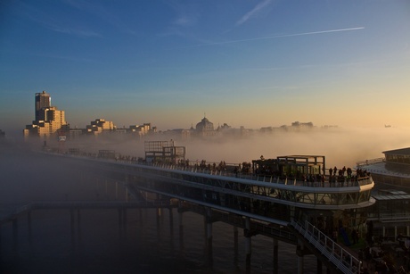 Zeevlam in Scheveningen