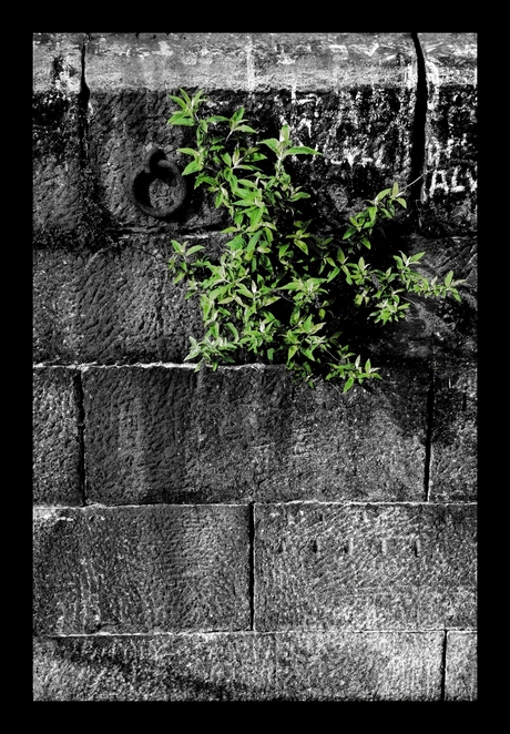 Het grauw en het groen