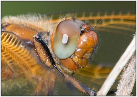 Platbuik - Libellula depressa