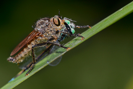 Robberfly