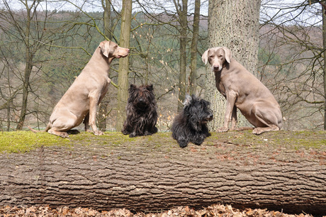 4 op een rij in het Sauerland