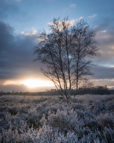 Cold Heather Bliss