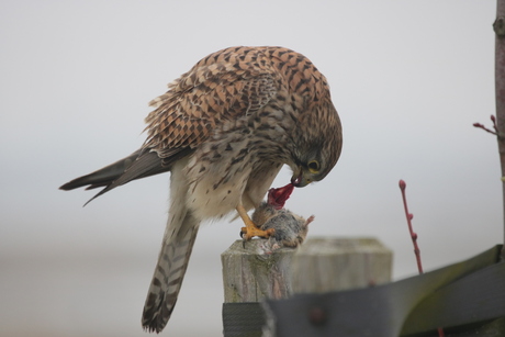 Torenvalk eet muis