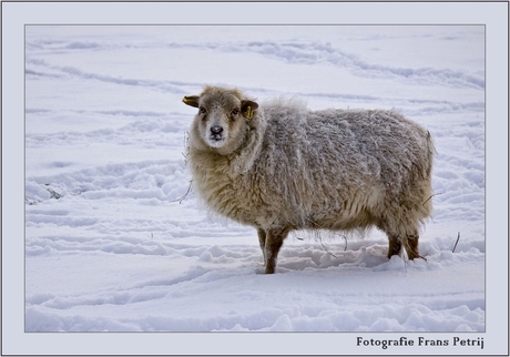 Snow Sheep..