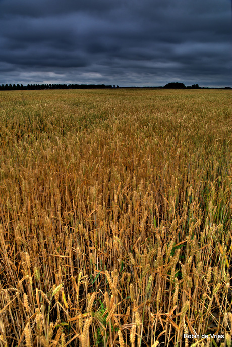 Graanveld HDR