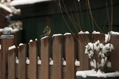 Vogeltje