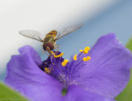 Zweefvliegje op ééndagsbloem