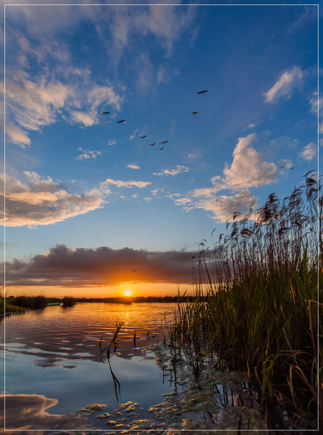 Swamp sunset