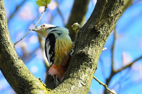 Middelste bonte specht