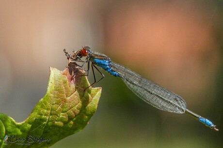 Kleine roodoogjuffer (Erythromma viridulum)