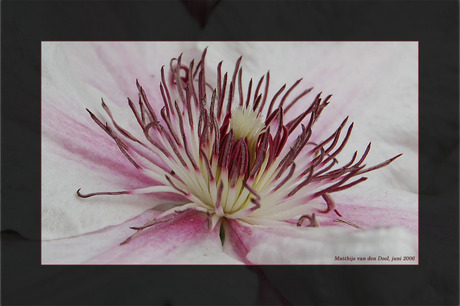 Clematis Nelly Moser II