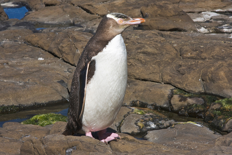 yellow eyed penguin