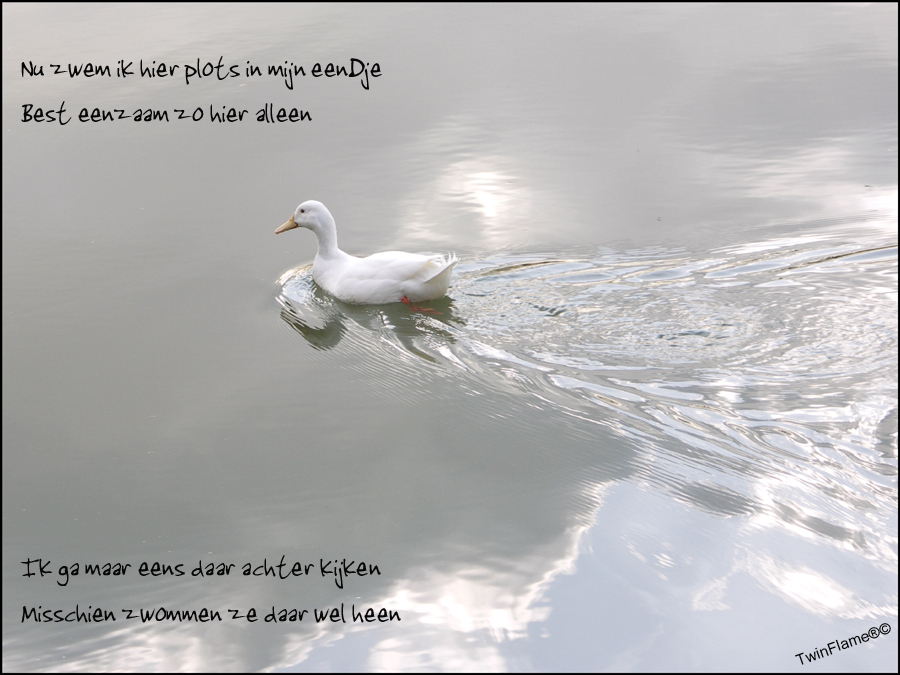 In Mn Eendje Fotogedicht Foto Van Twinflame Dieren Zoom Nl In Mn Eendje Fotogedicht Foto Van Twinflame Dieren Zoom Nl