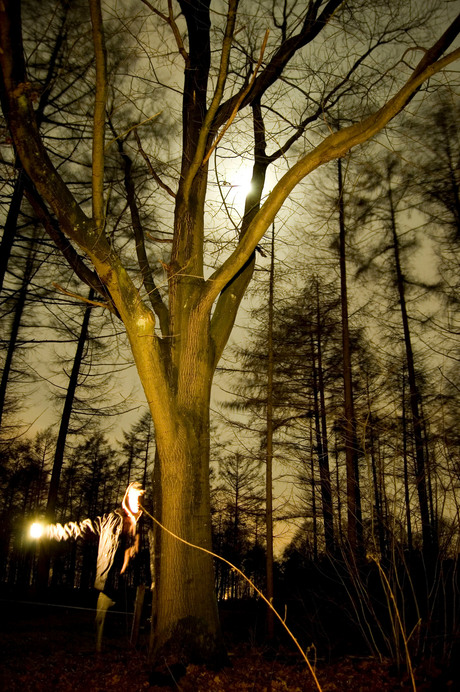 night tree