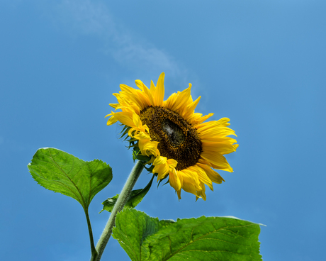 zonnebloem