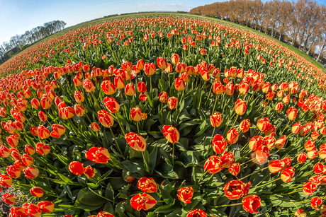 De laatste tulpen