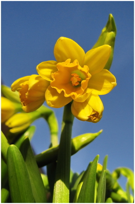 Narcissen in bloei