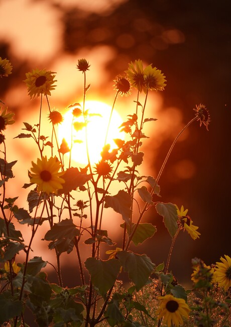 Zonnebloem met de ondergaande zon