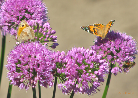 Twee Distelvlinders