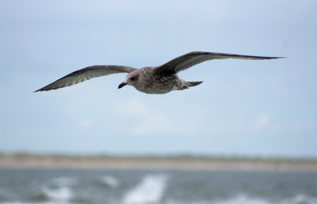 Zeemeeuw boven de zee