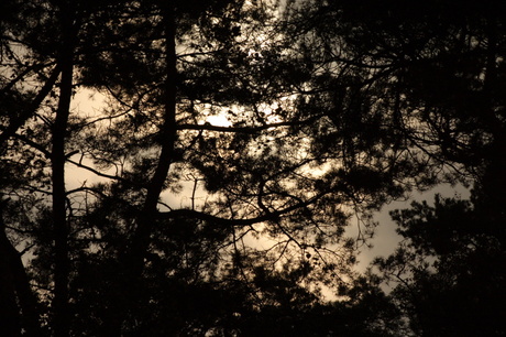 Zon door de bomen