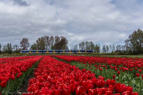 NS Sprinter en tulpen