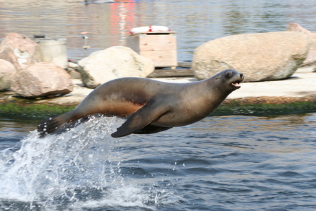 Jumping Zeeleeuw