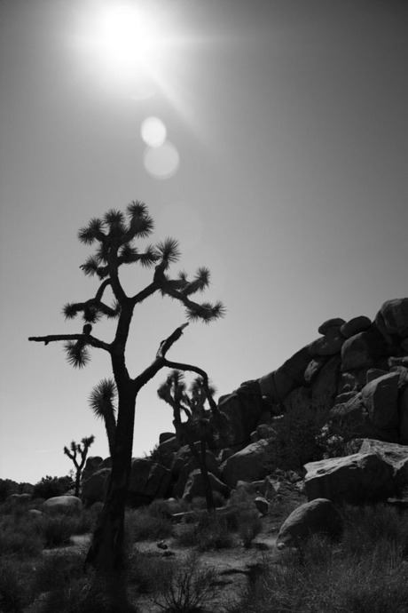 Silhouet van een Joshua Tree