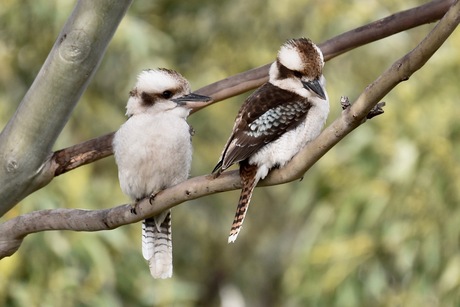 kookaburra1