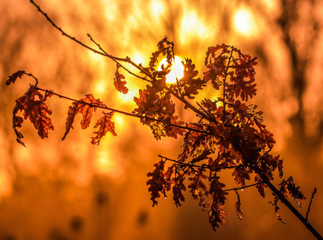 De laatste herfstbladeren