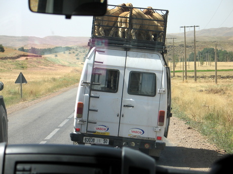 Vervoer van schapen in Marokko