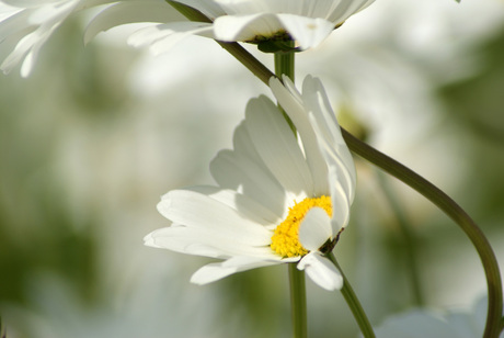 margriet in tegenlicht