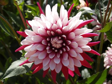 Bloemenpracht op Mainau