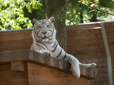 white tiger