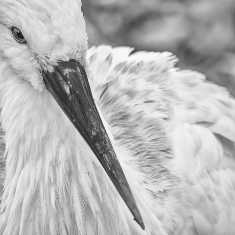 De ooievaar close-up